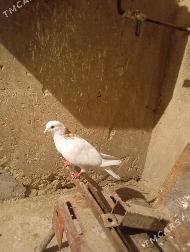 kepderi - Gyzylarbat - img 3