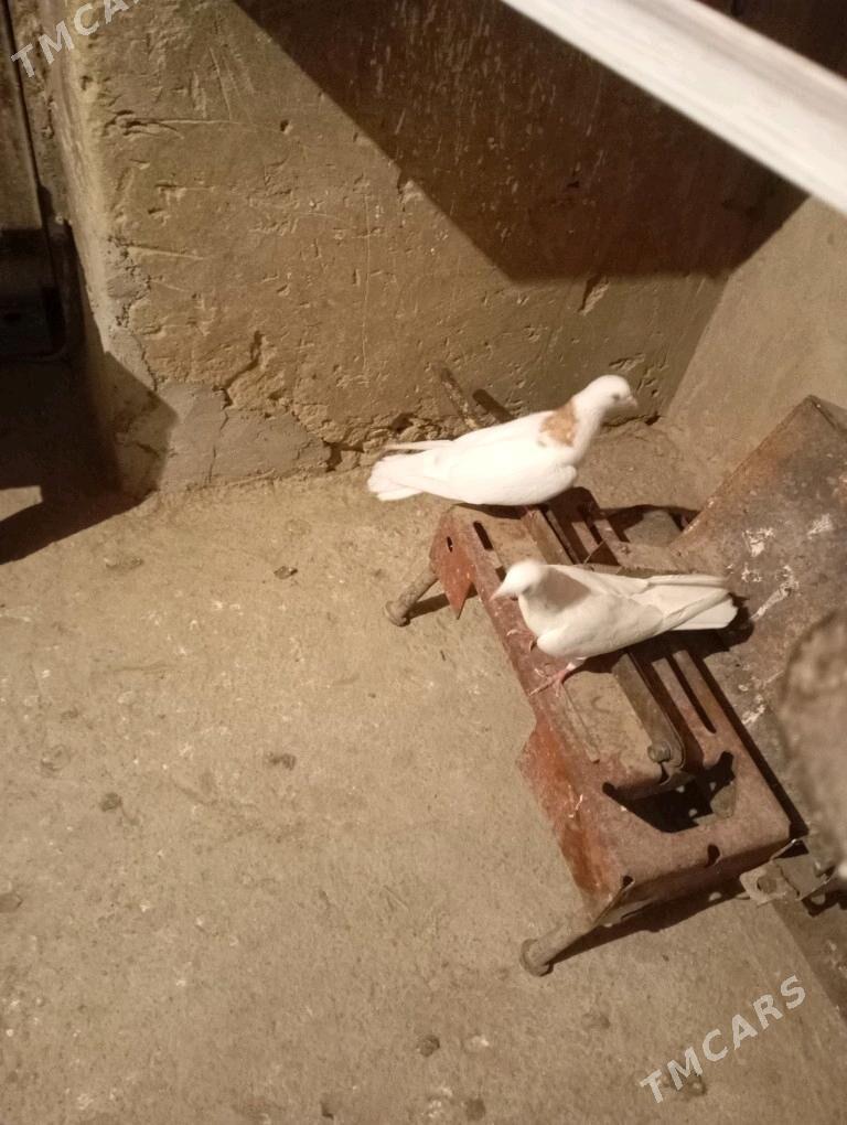 kepderi - Gyzylarbat - img 1