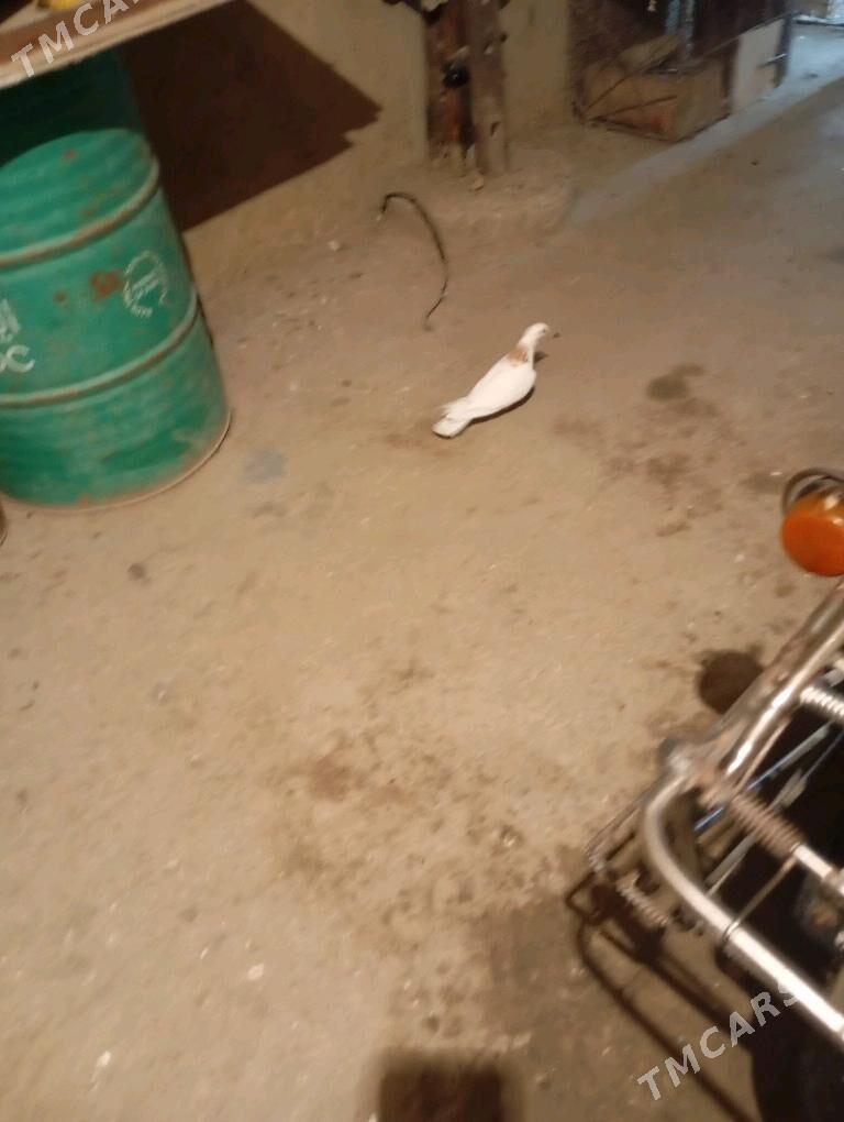 kepderi - Gyzylarbat - img 2