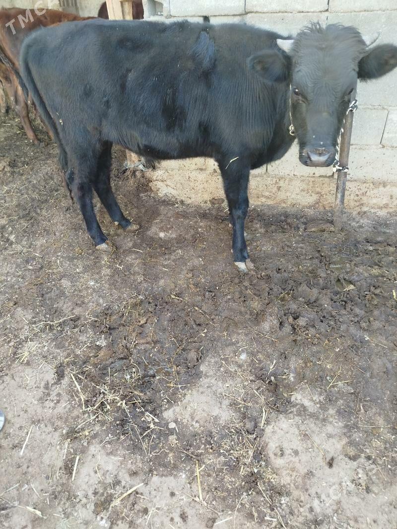 okuz - Гарадамак Шор - img 6