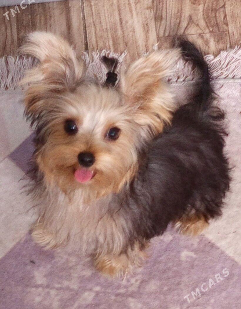 продаю - Ашхабад - img 1