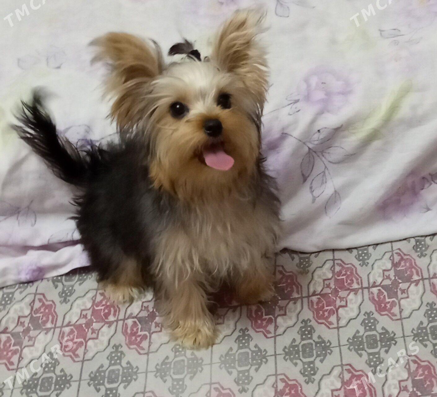 продаю - Ашхабад - img 4