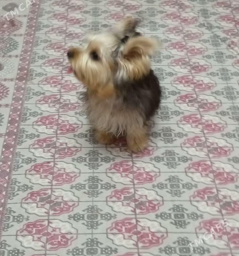 продаю - Ашхабад - img 2