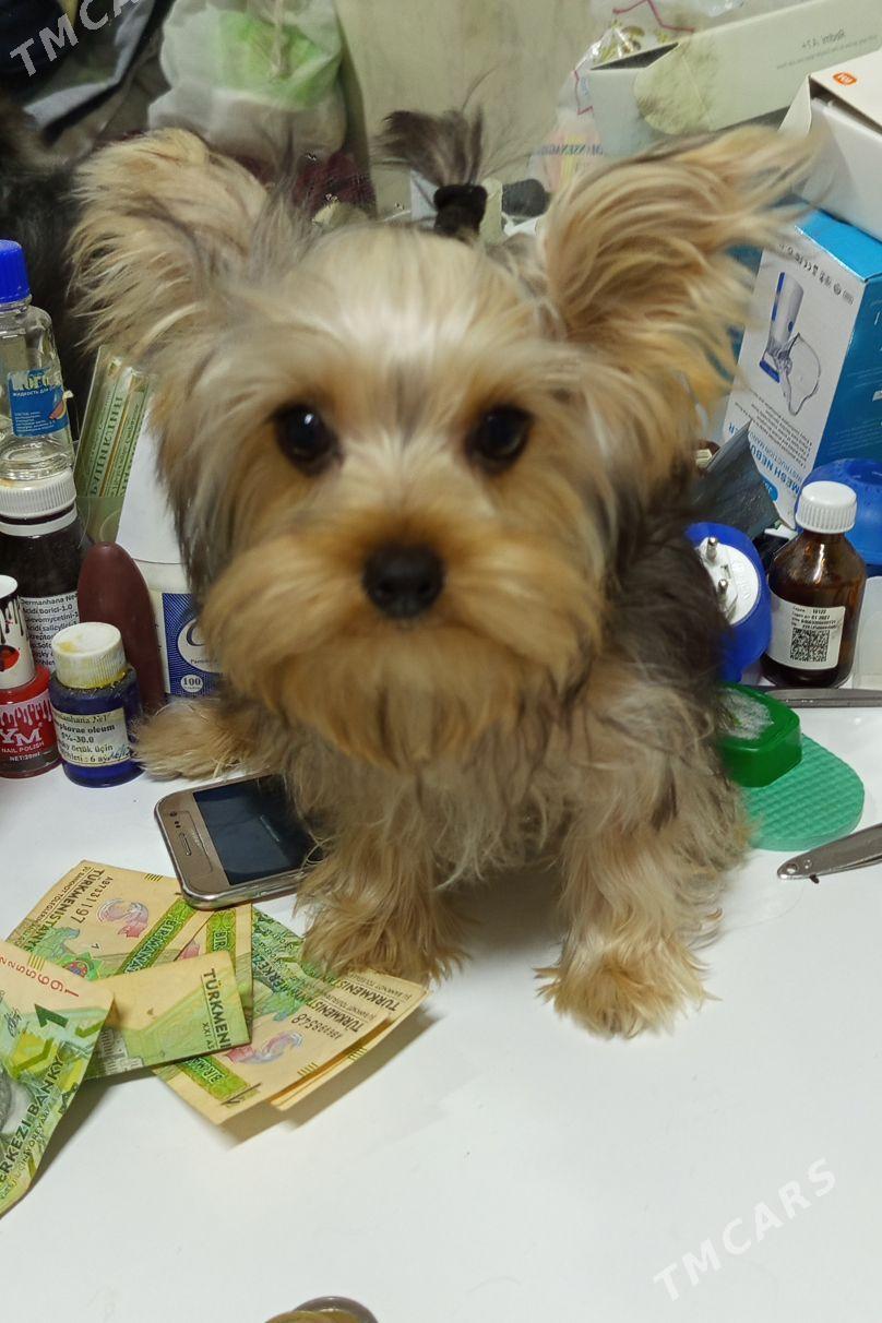 продаю - Ашхабад - img 5