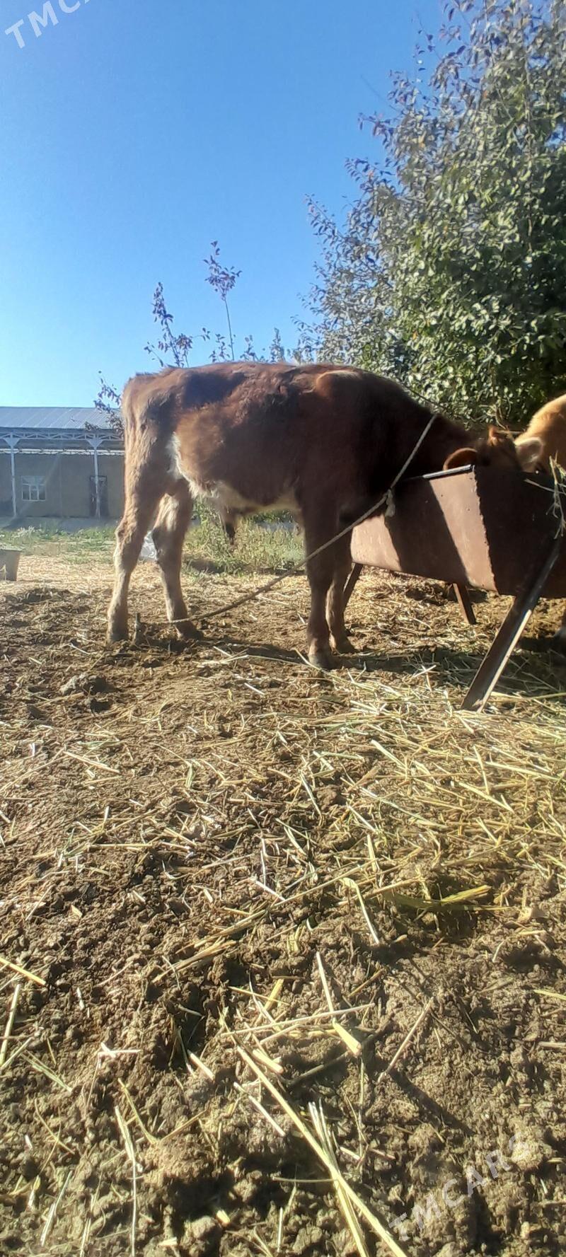 3 okuz - Бахарден - img 1