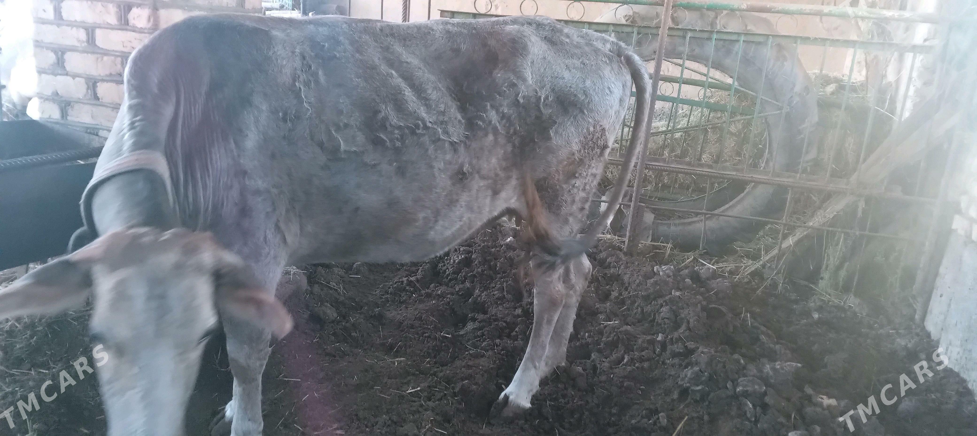 gysyr bakylan - Mary - img 3