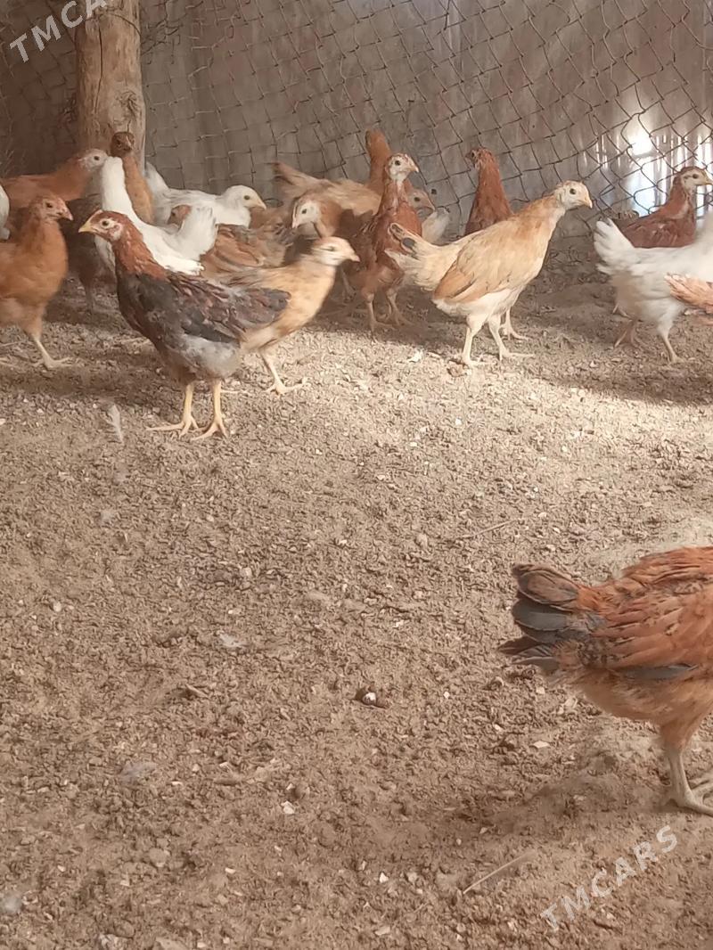 Jüýjeler - Sakarçäge - img 2