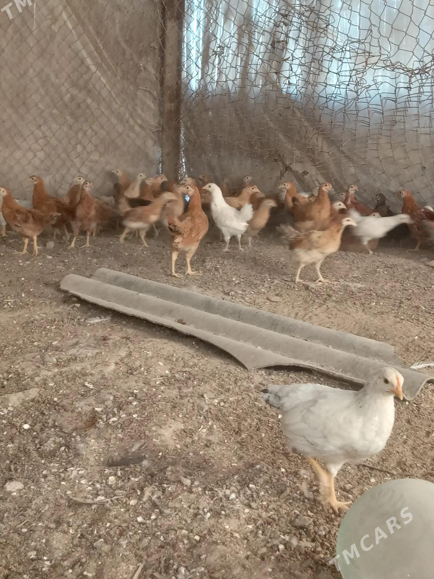 Jüýjeler - Sakarçäge - img 3