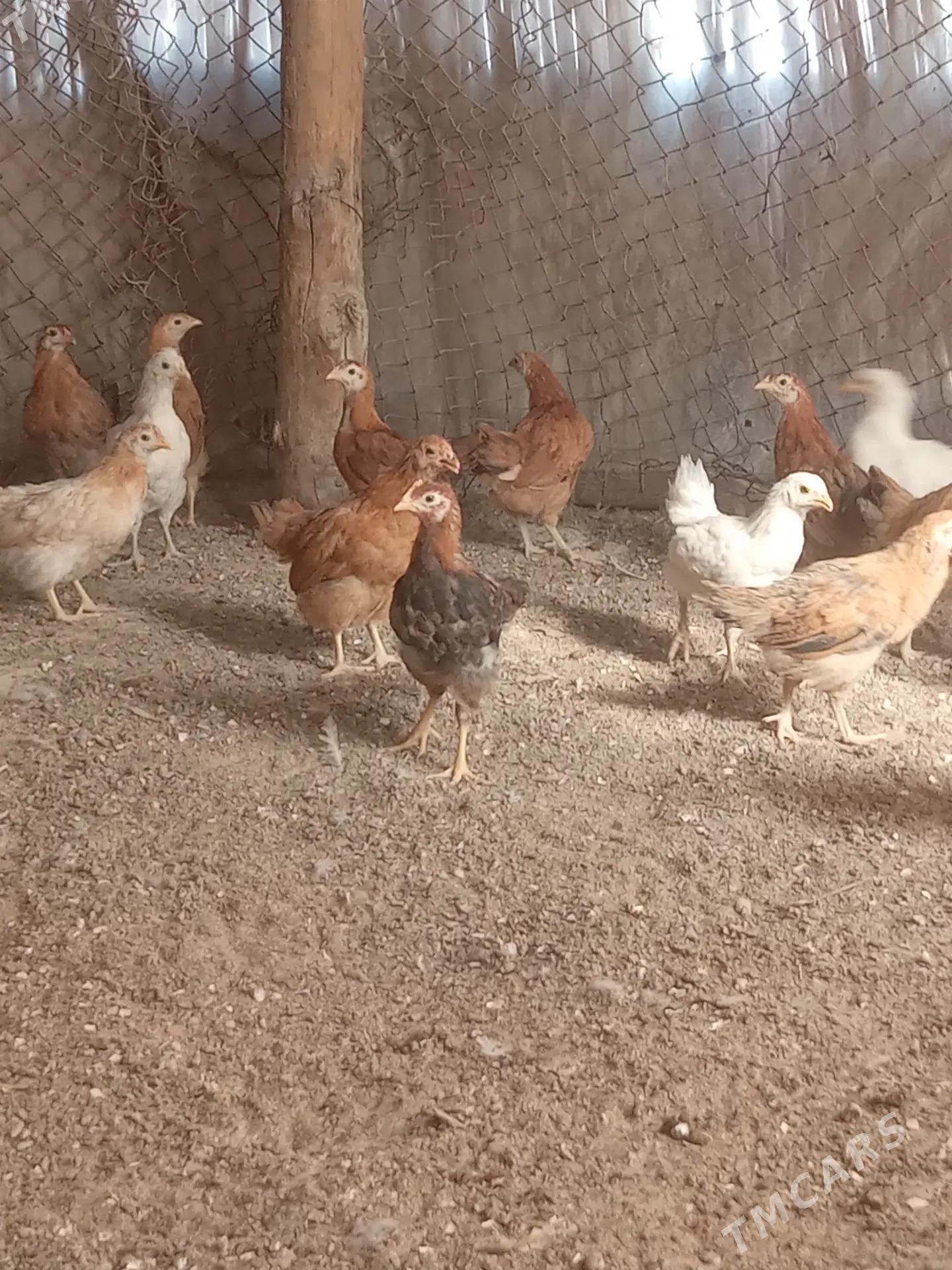 Jüýjeler - Sakarçäge - img 1