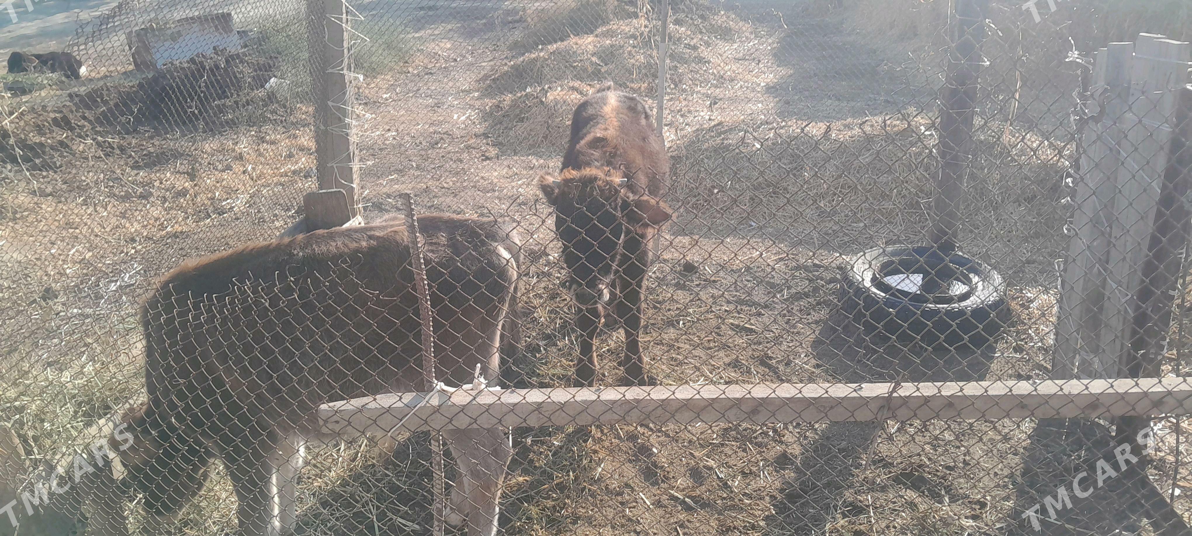 3 okuz - Бахарден - img 2