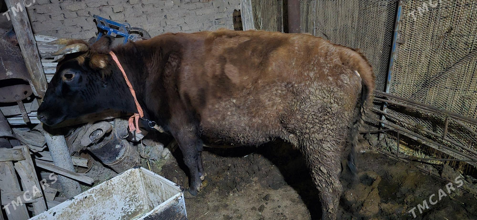 Sygyr - Mary - img 2