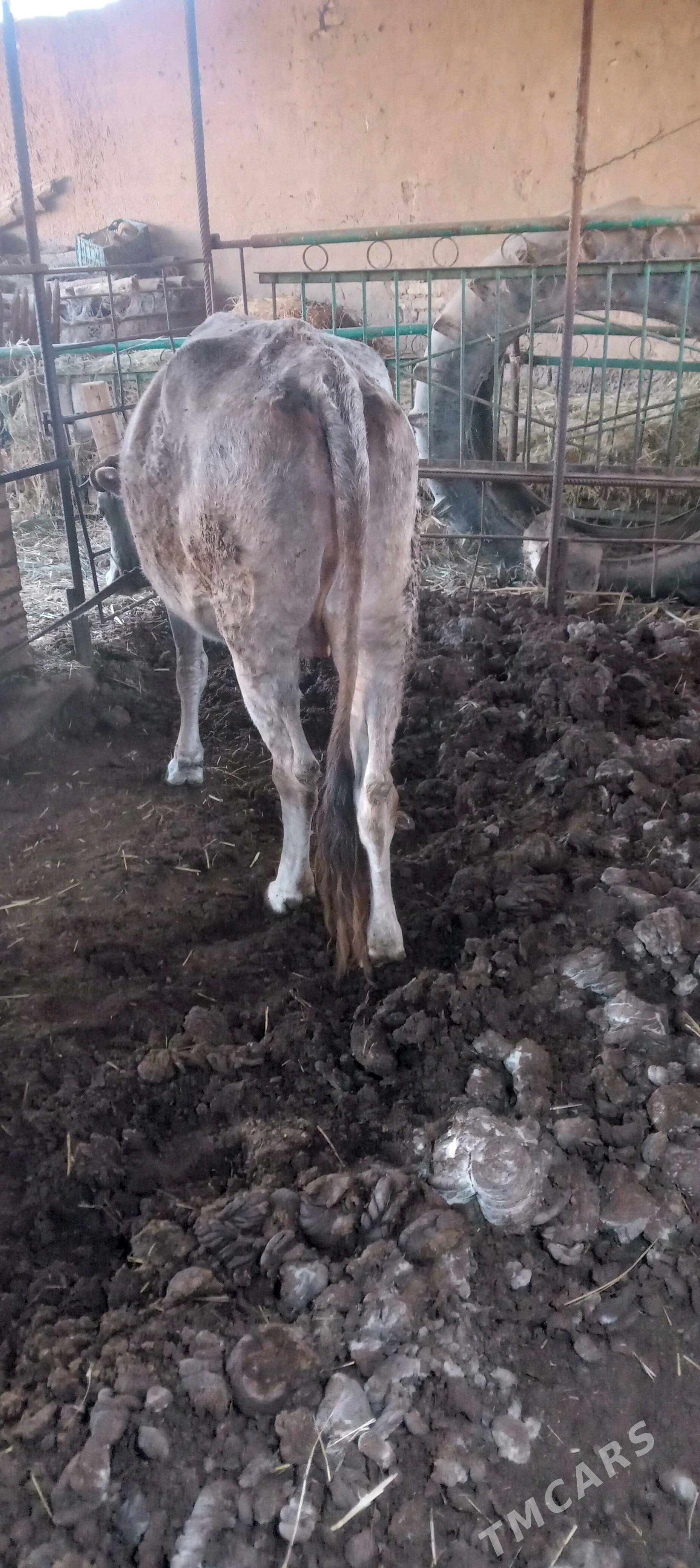 gysyr bakylan - Mary - img 4