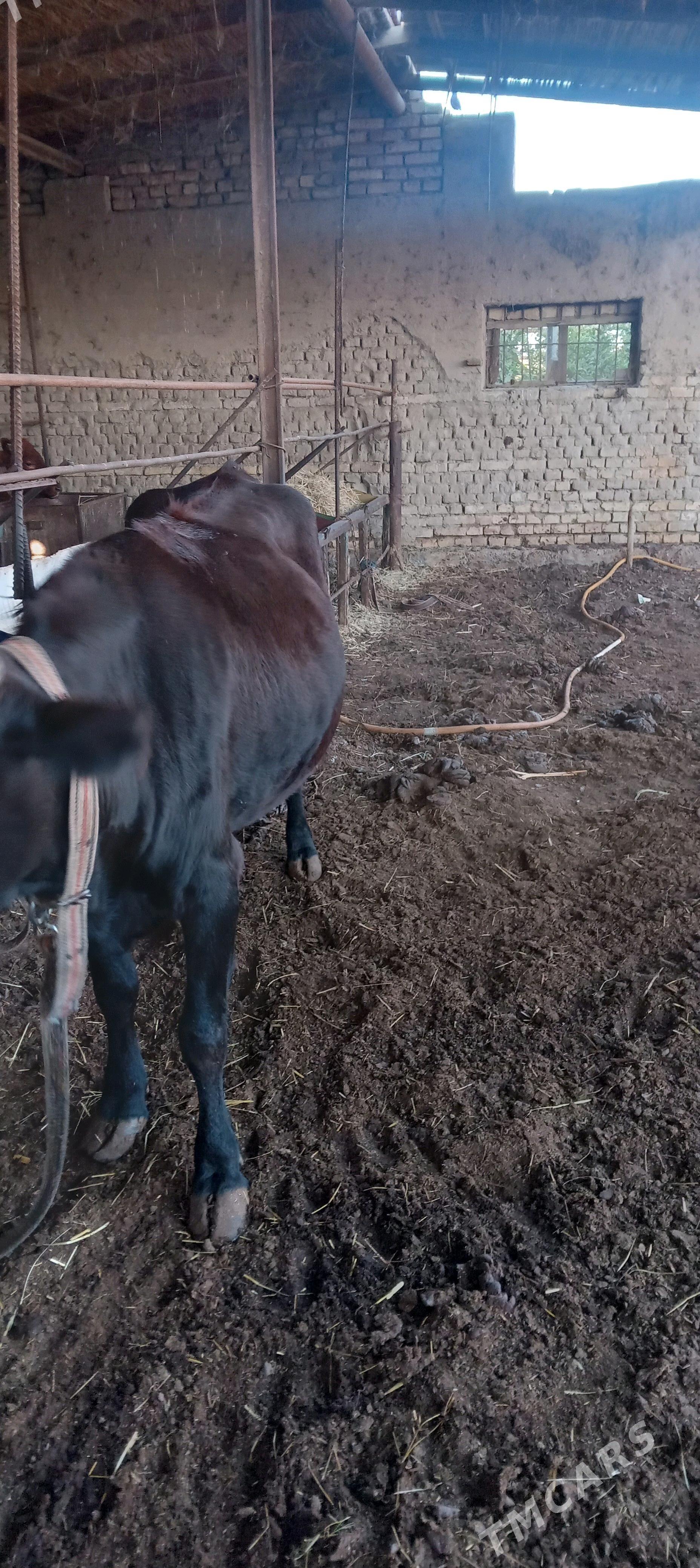 gysyr bakylan - Mary - img 5