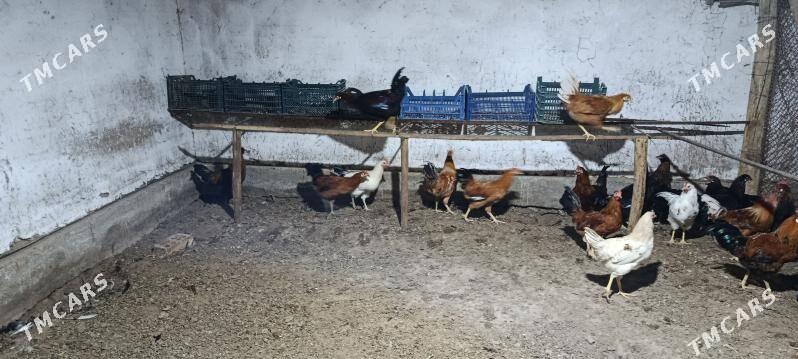 Horozlar  - Мары - img 2