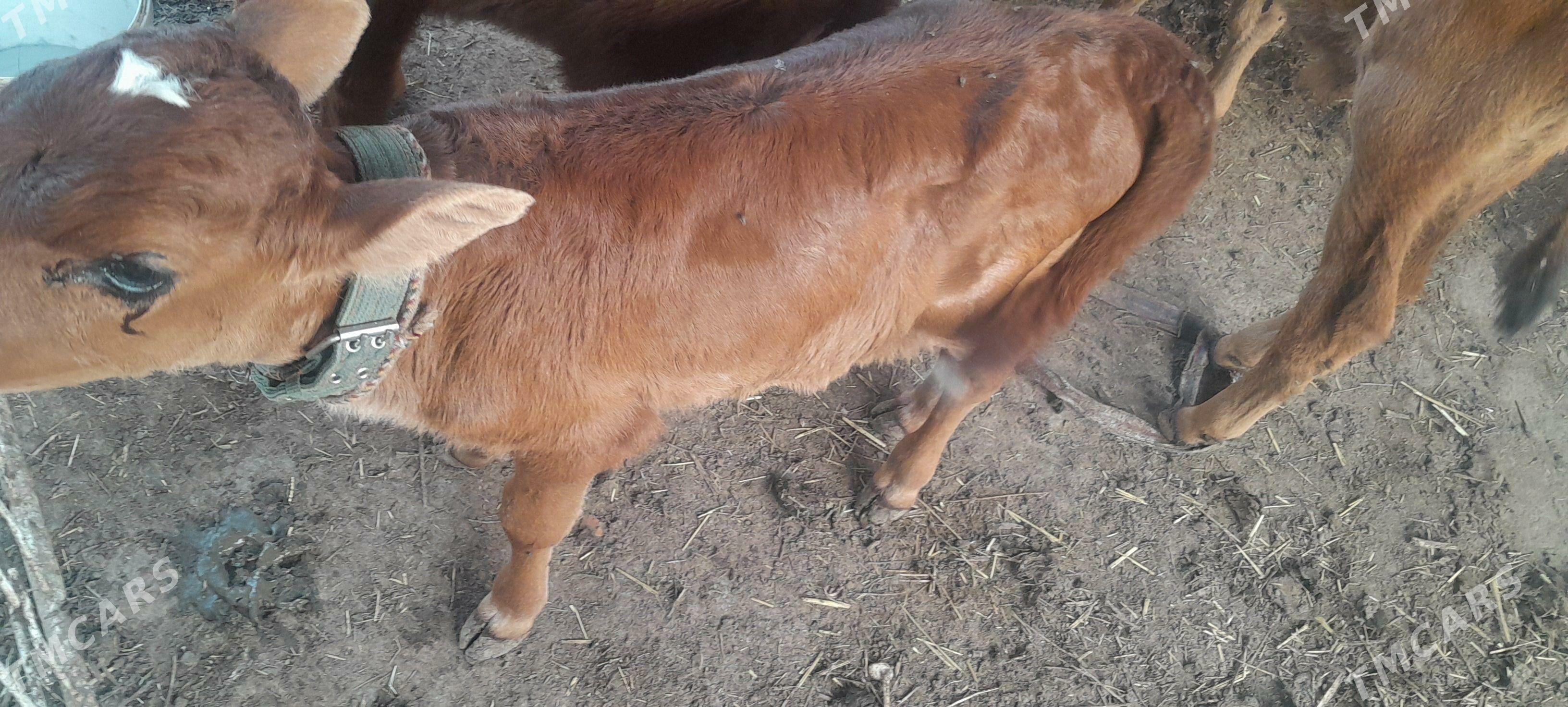 goleli sygyr - Векильбазар - img 1