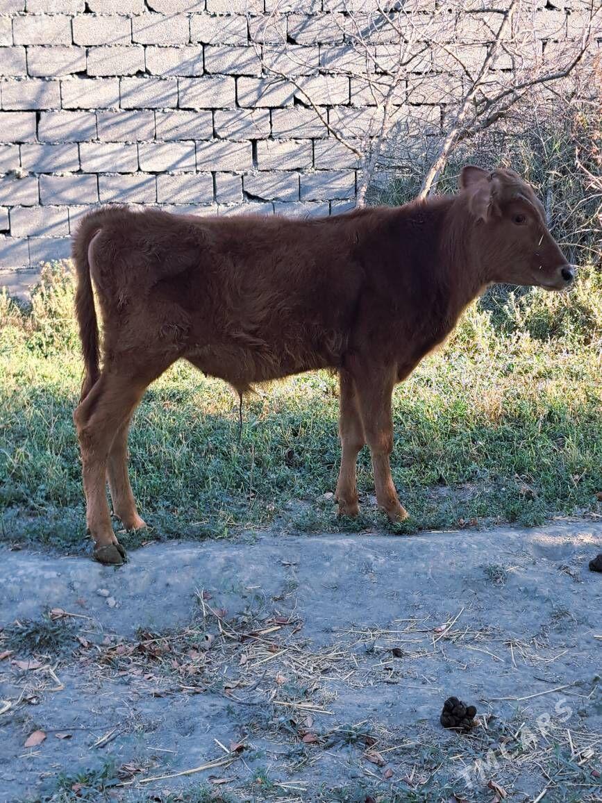 Okuzce - Бахарден - img 1