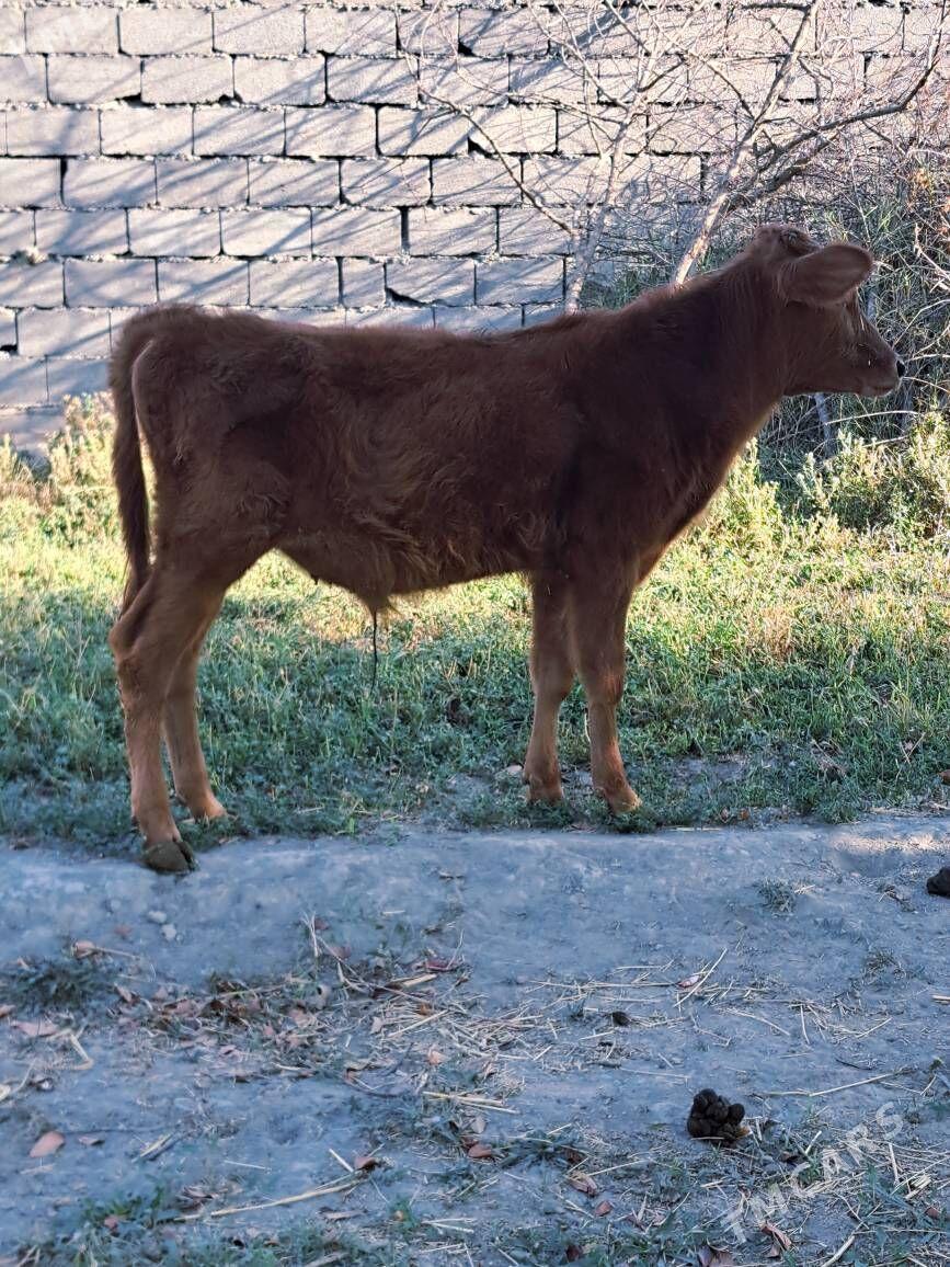 Okuzce - Бахарден - img 2