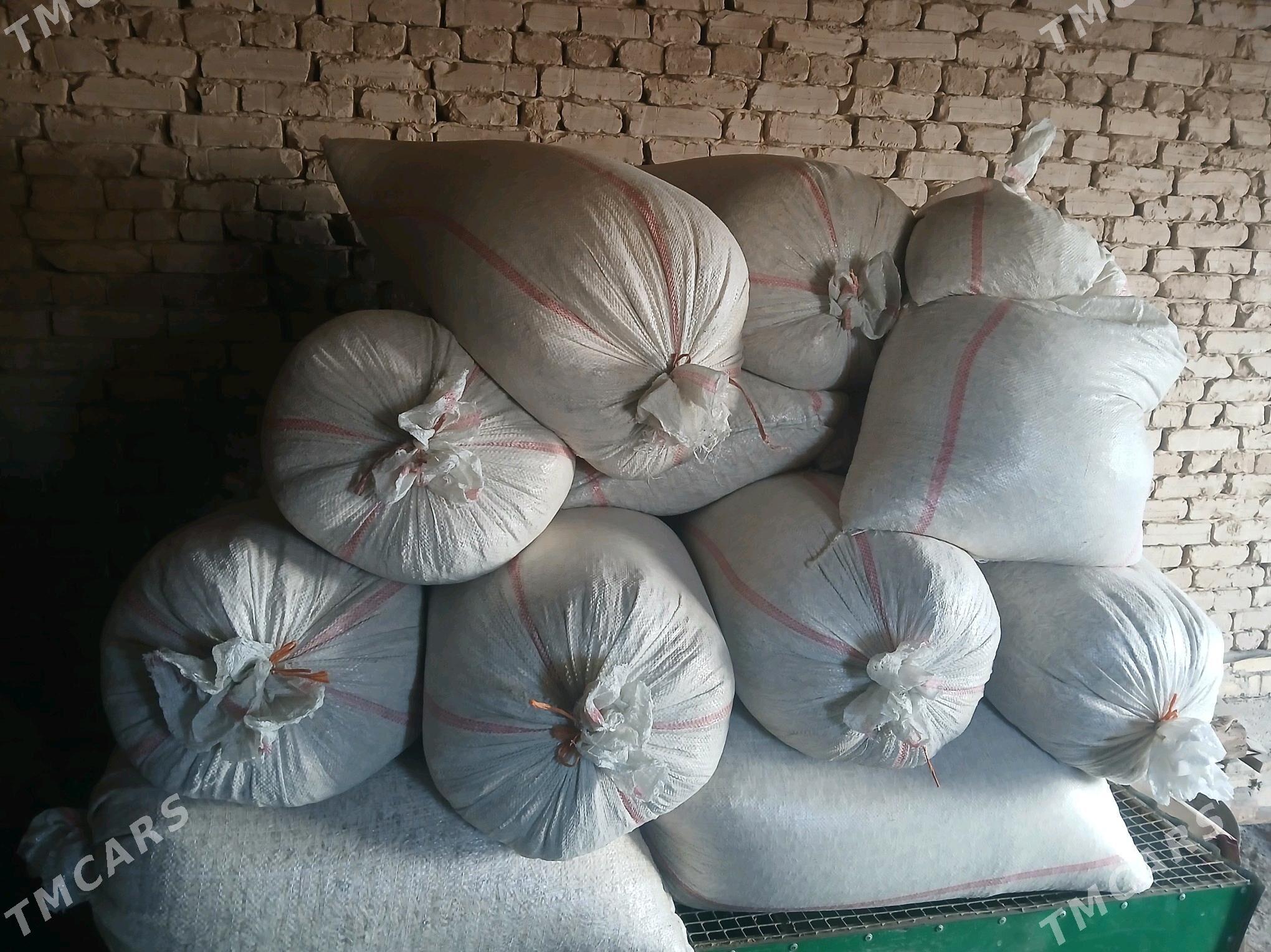 AK çigit - Daşoguz - img 3