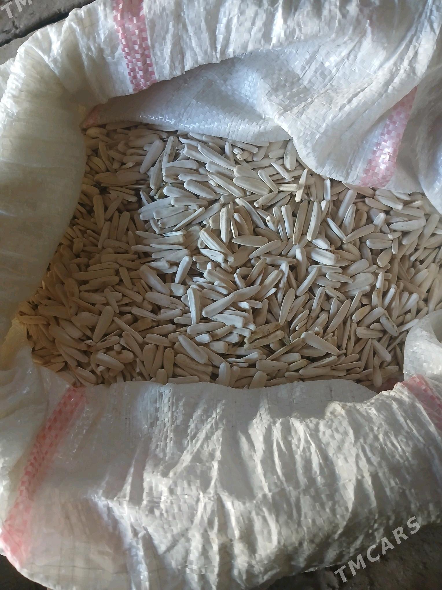 AK çigit - Daşoguz - img 1