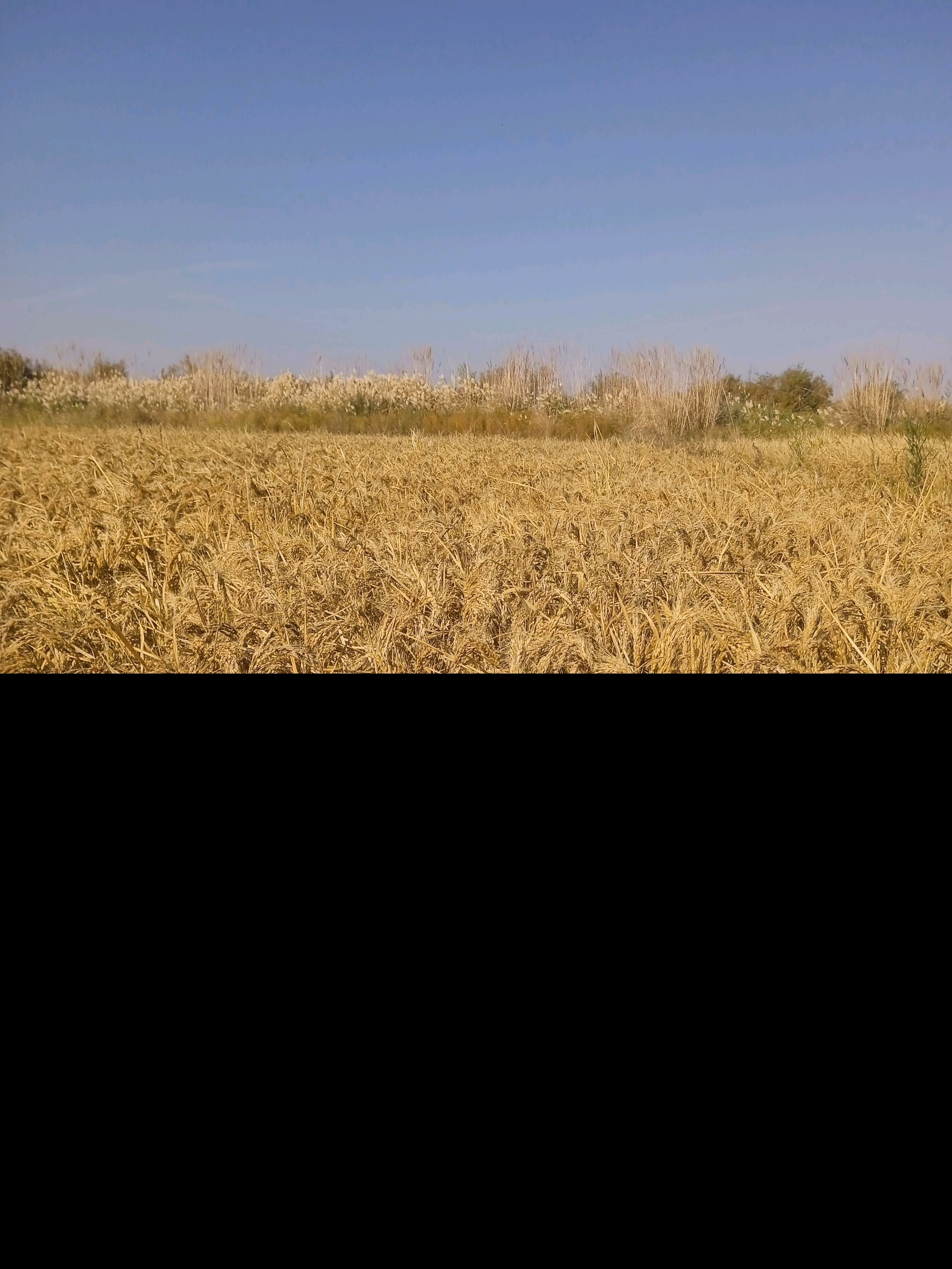 şali - Farap - img 3