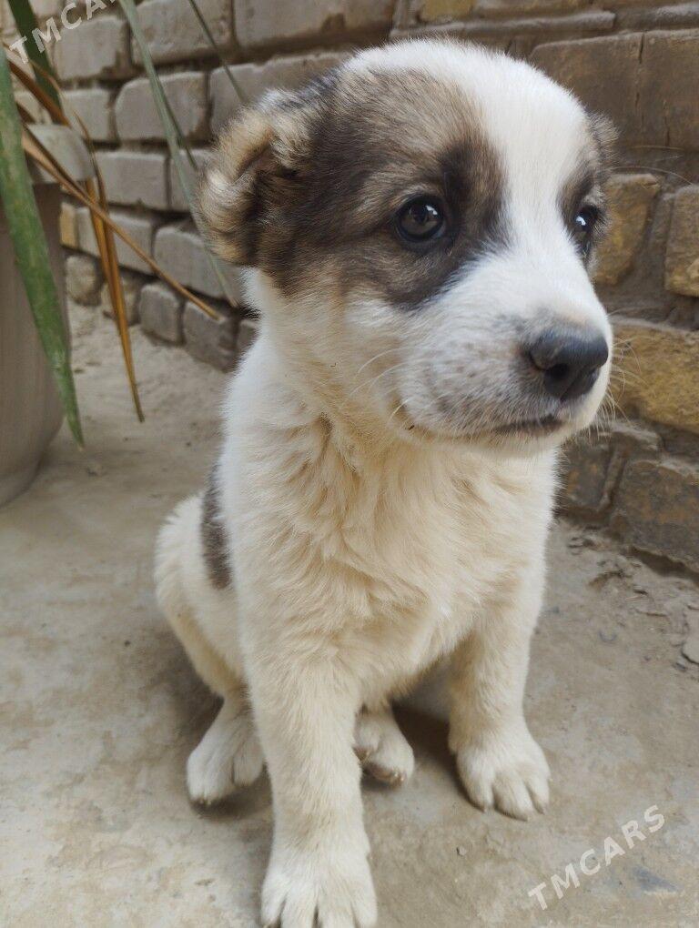 Çopan it alabay - Türkmenabat - img 1