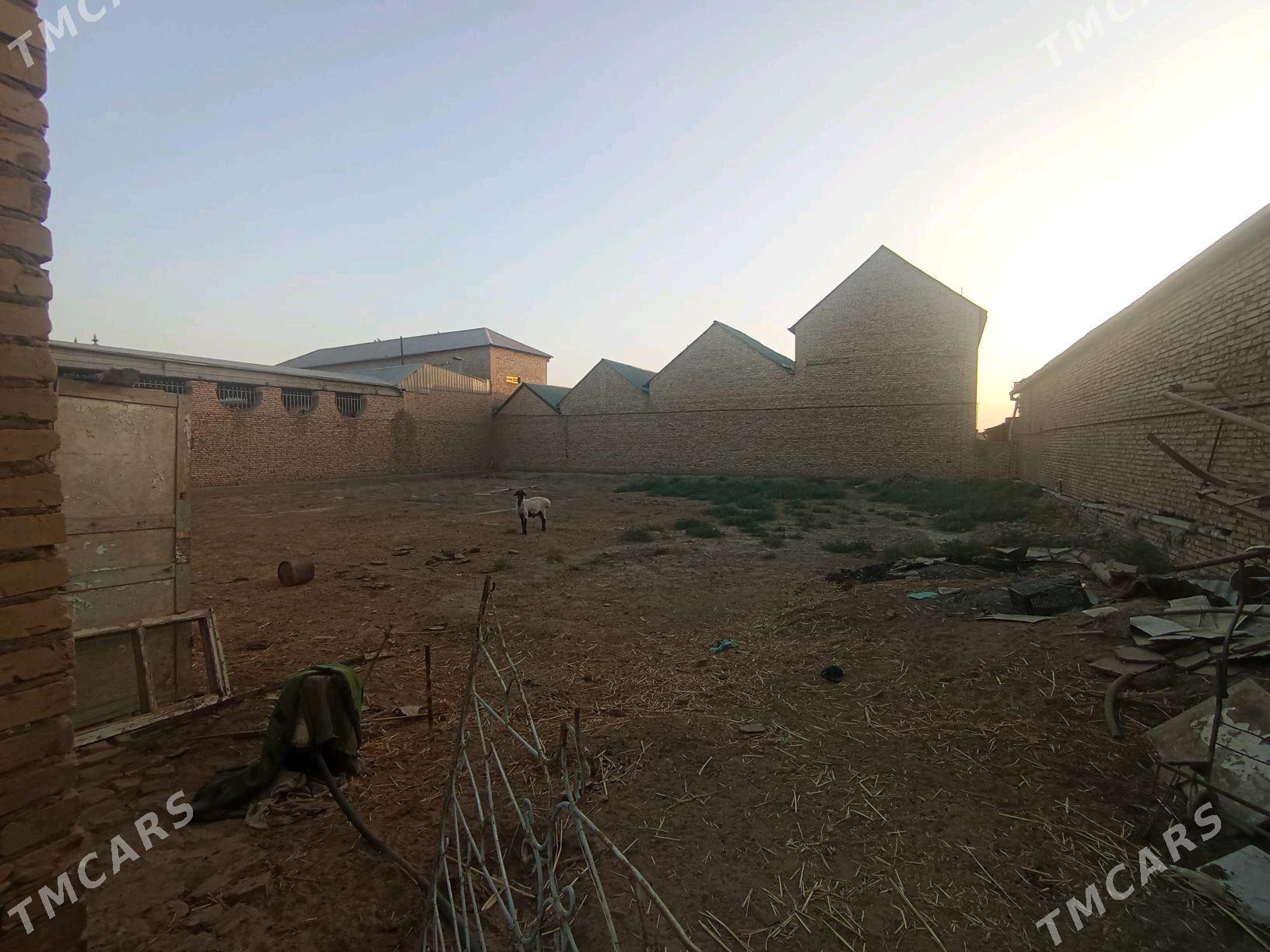 Ховлы жай - Türkmenabat - img 4