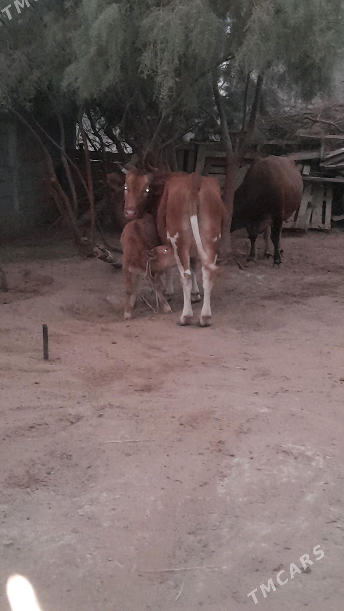 goli sygyr - Ак-Бугдайский этрап - img 2