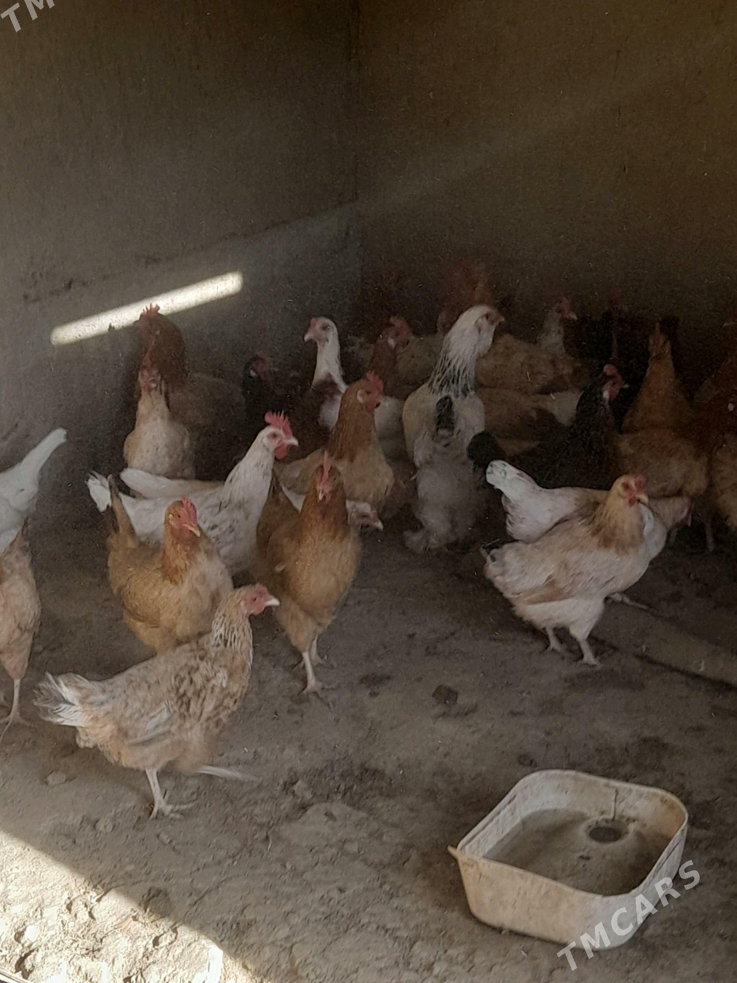 towuk - Bäherden - img 1