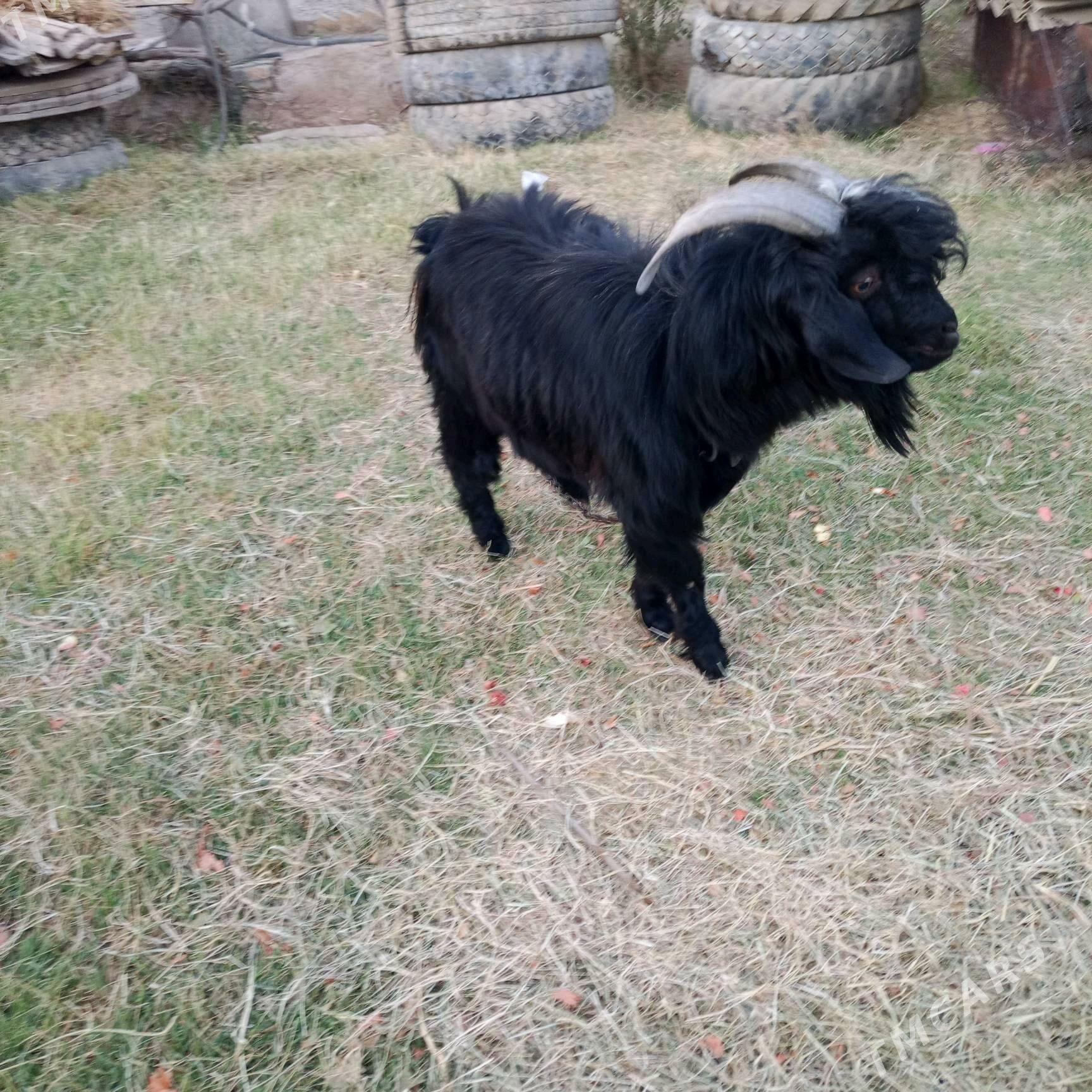 satlyk geci - Мары - img 2