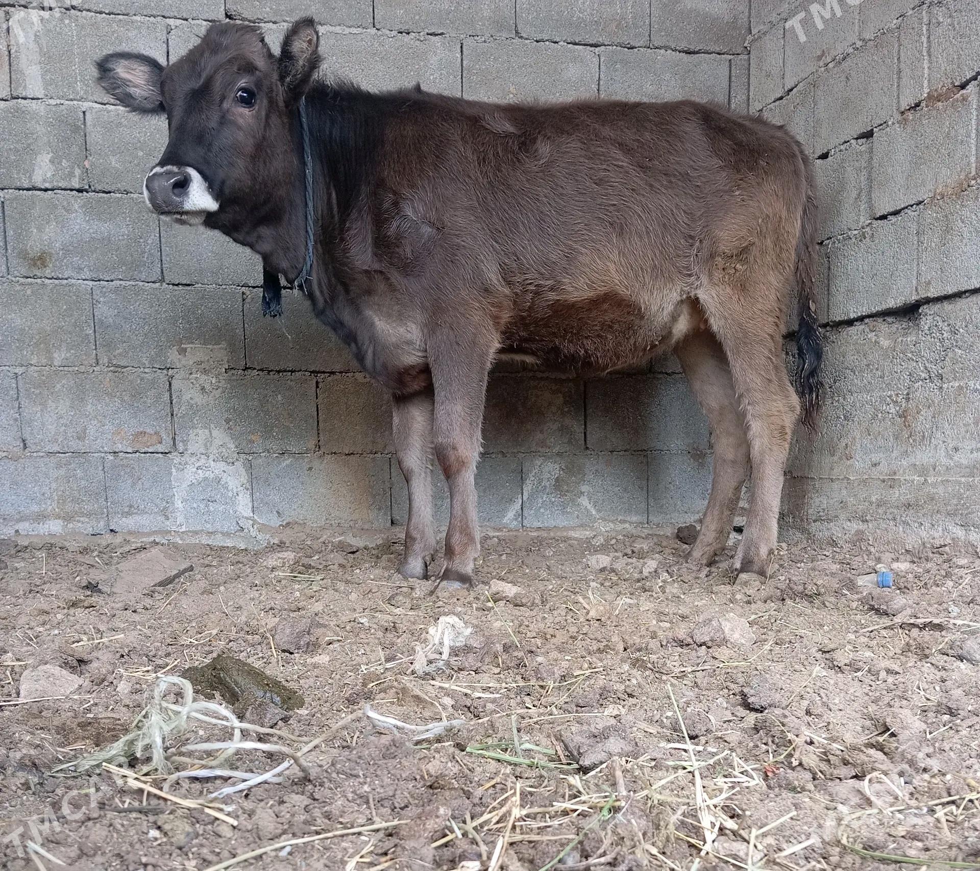 şibes tüwe - Büzmeýin - img 1