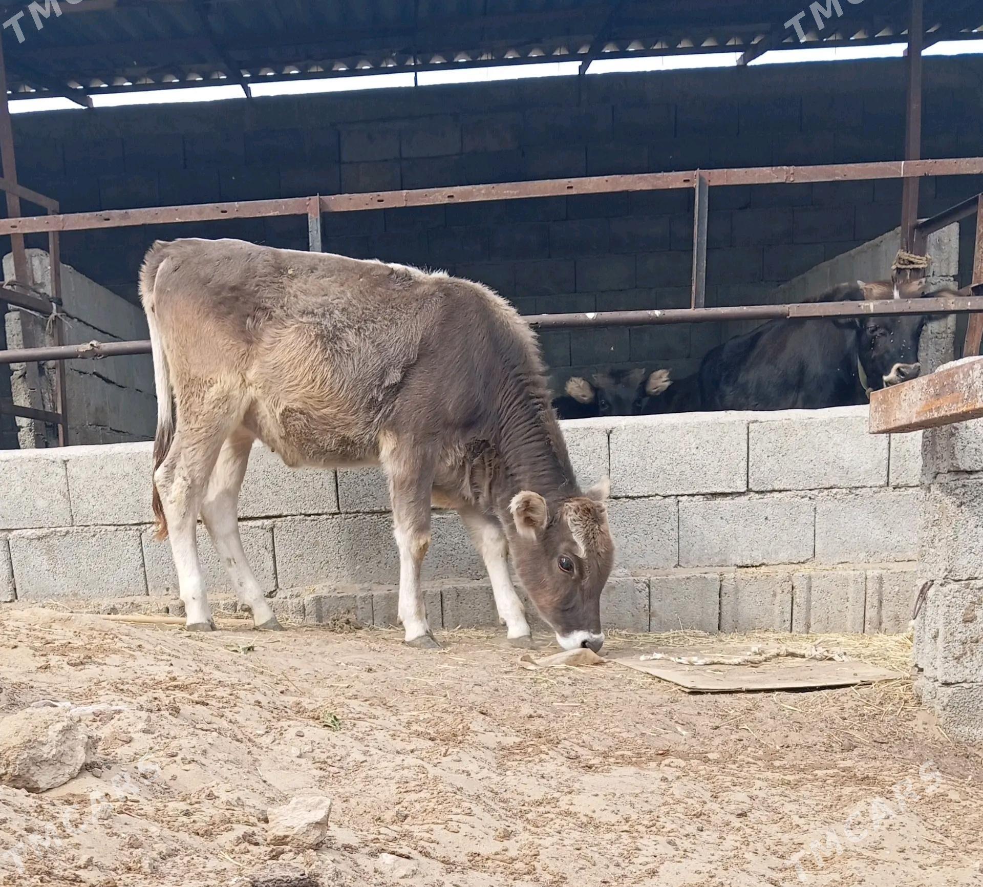 şibes tüwe - Büzmeýin - img 3