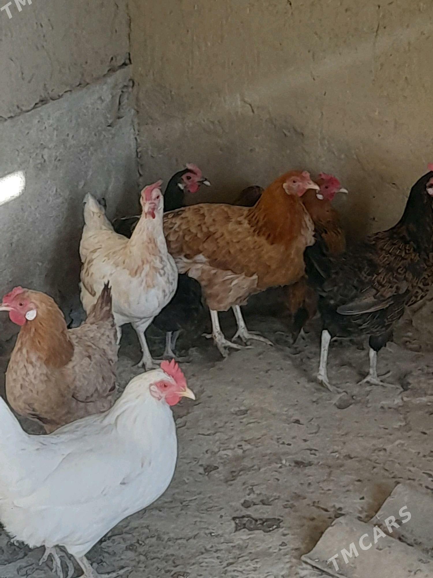 towuk - Bäherden - img 2