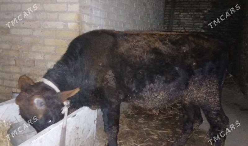 ÖKÙZ - Туркменабат - img 3