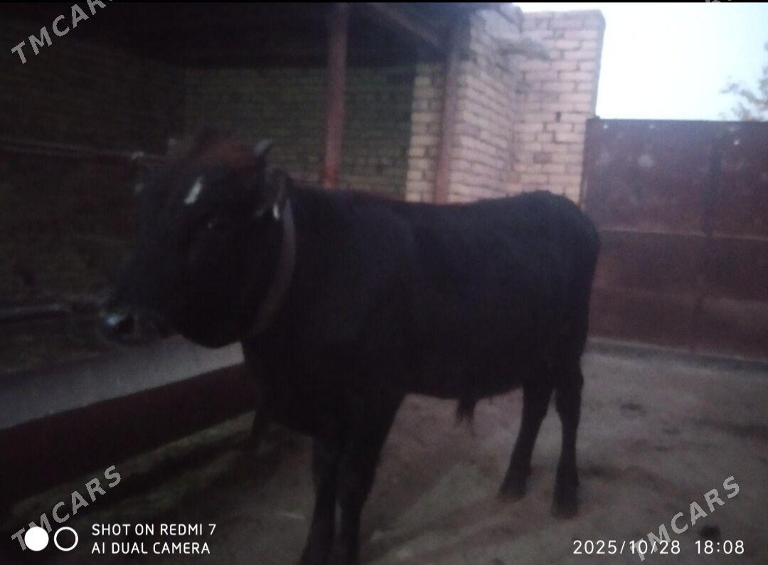 ÖKÙZ - Туркменабат - img 4