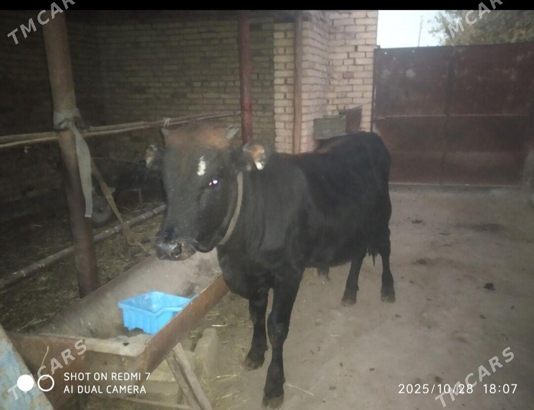 ÖKÙZ - Туркменабат - img 2