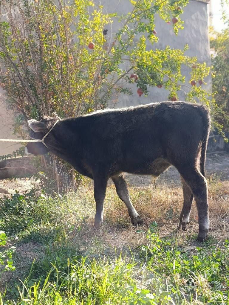 Öküz - Багир - img 6