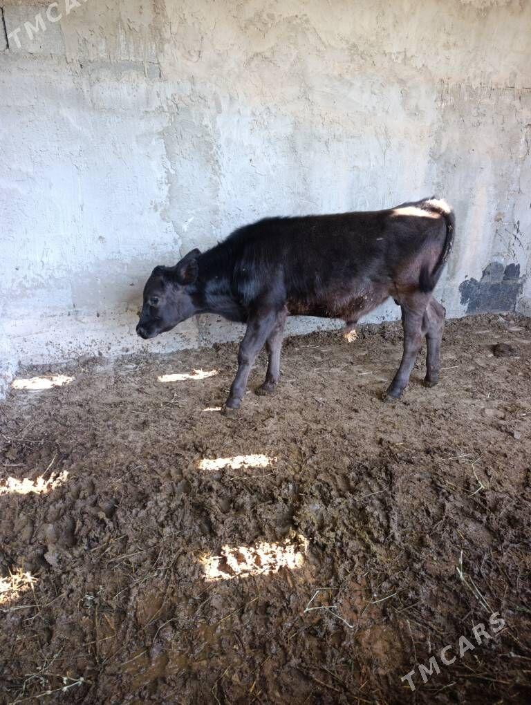 Öküz - Багир - img 2