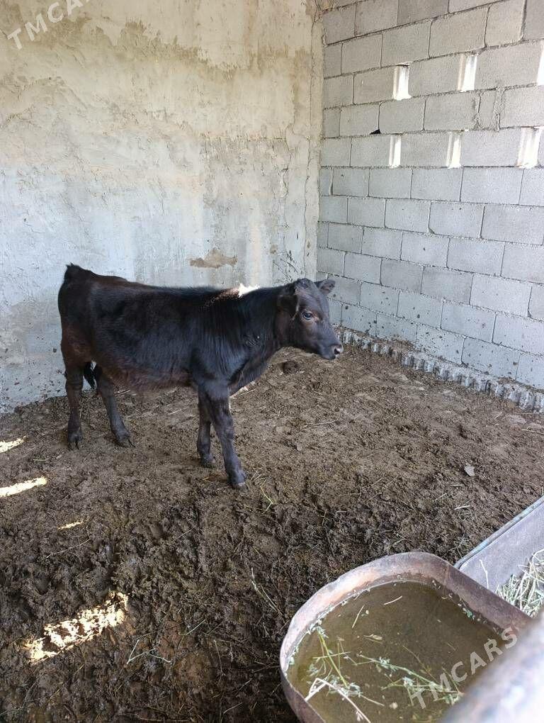 Öküz - Багир - img 1