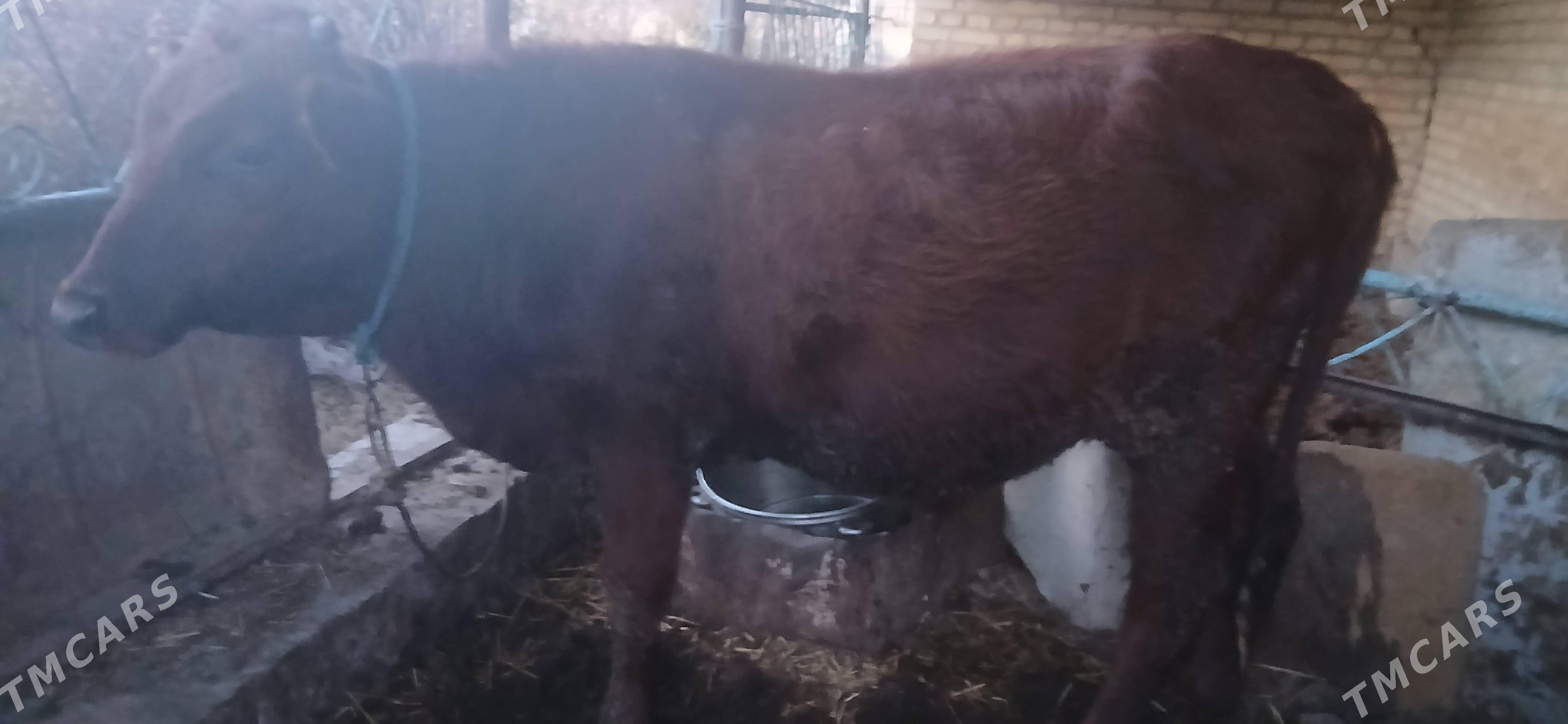 ÖKÙZ - Туркменабат - img 5