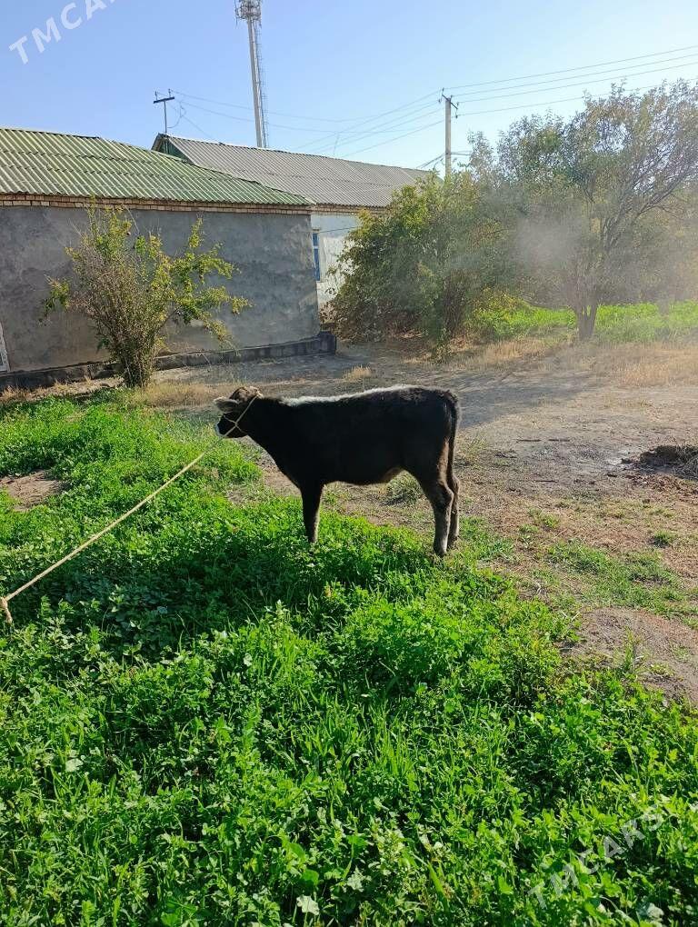 Öküz - Багир - img 5