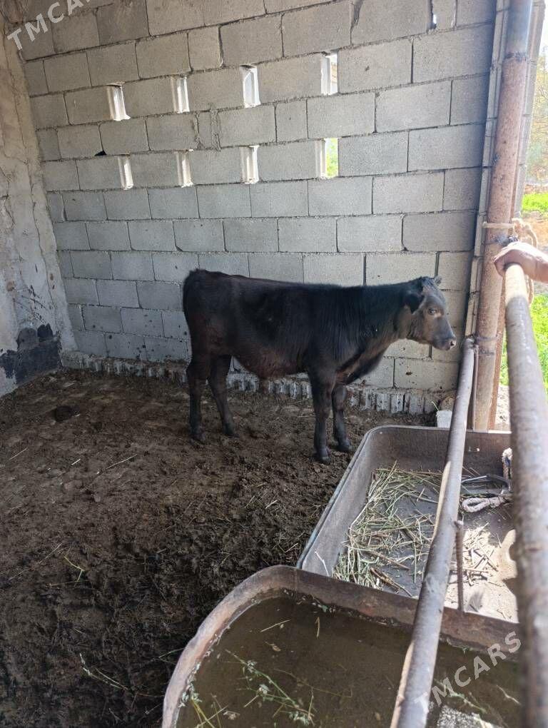 Öküz - Багир - img 4