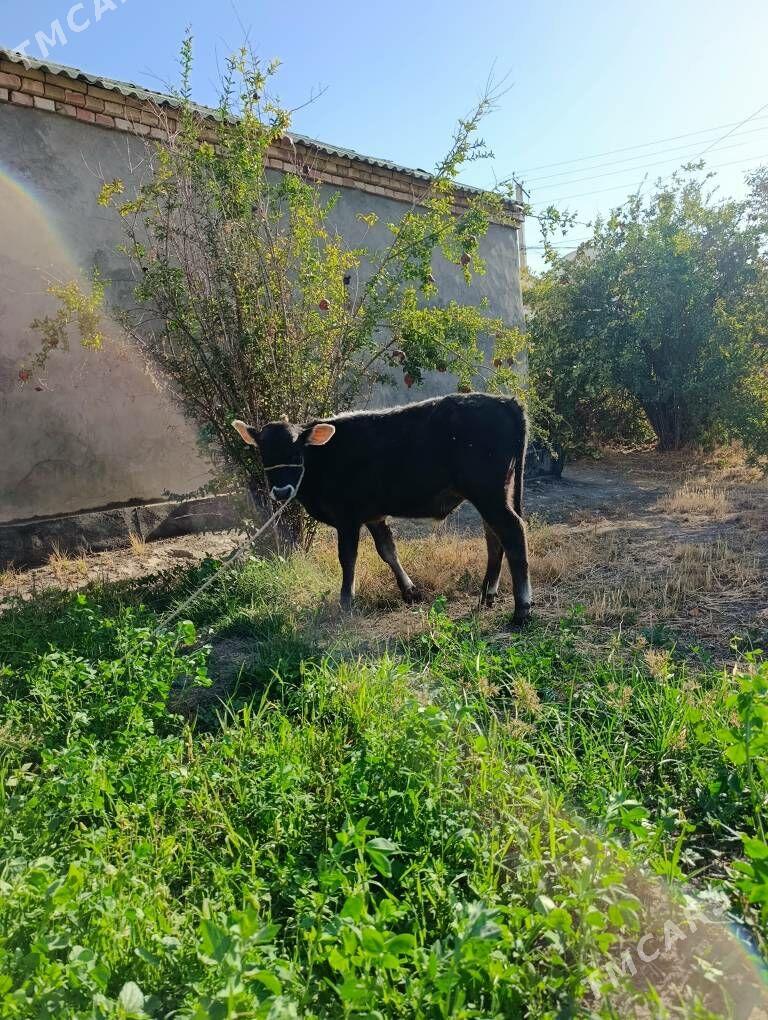 Öküz - Багир - img 9