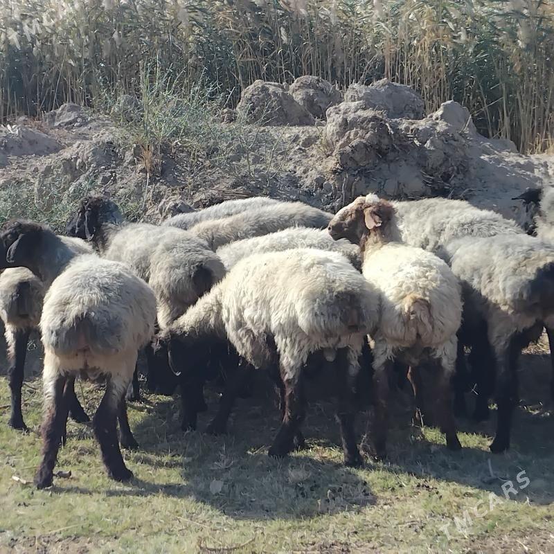 Õweç - Ашхабад - img 3