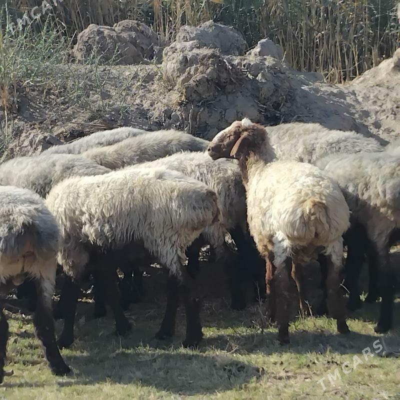 Õweç - Ашхабад - img 2