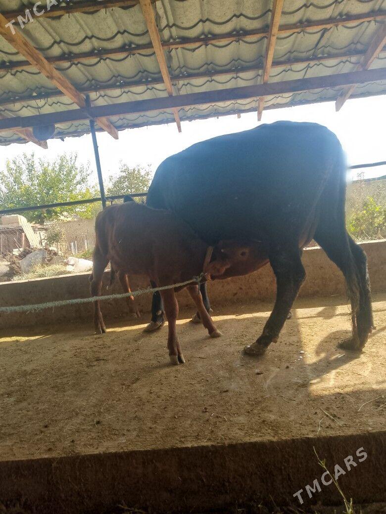 goleli sygyr - Türkmenabat - img 1