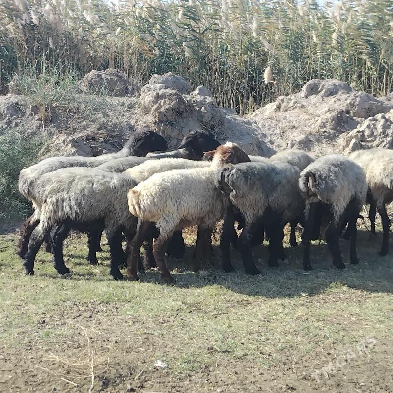 Õweç - Ашхабад - img 4