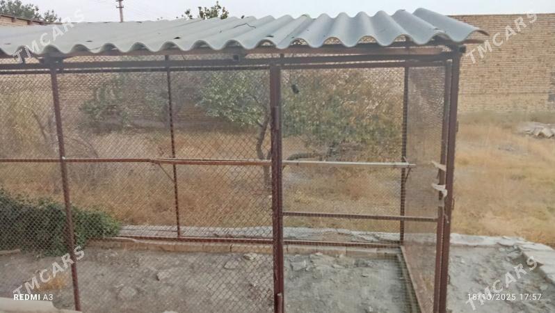 Towuk ketekler - Керки - img 4