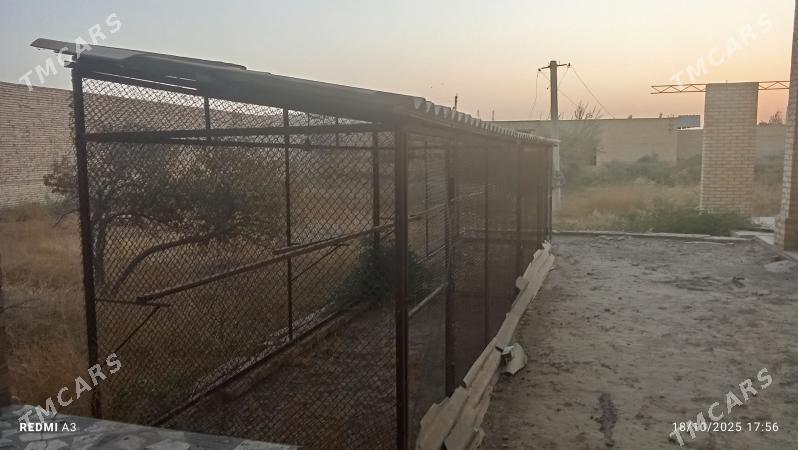 Towuk ketekler - Керки - img 3