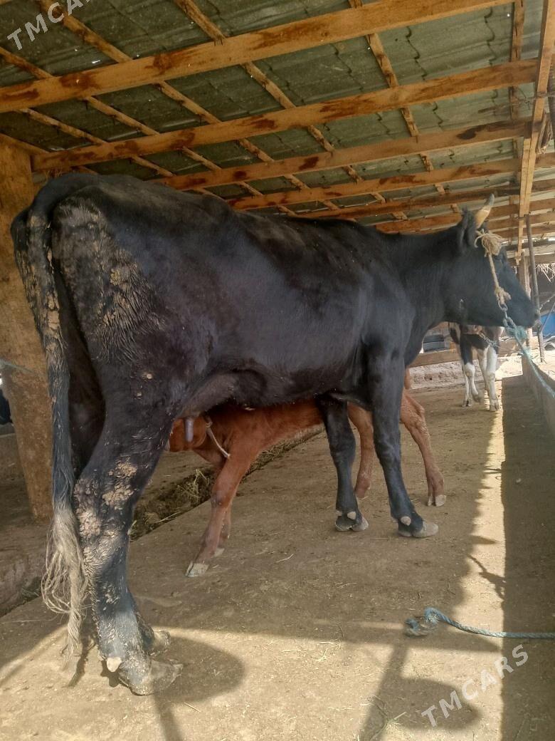 goleli sygyr - Türkmenabat - img 2