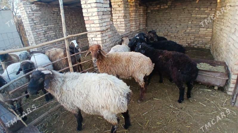 tokly - Ýolöten - img 1